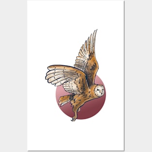 Barn owl in flight Posters and Art